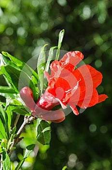 Vibrant red pomegranate sunlight flower and buds