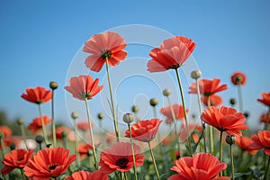 Vibrant Red Poppies in Open Meadow, Capturing Life and Remembrance photo