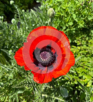 Vibrant red poppy flower in the lush green field