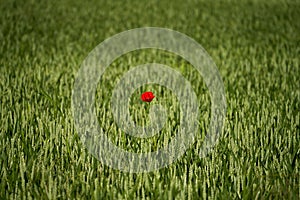 Vibrant red poppy flower standing out amongst a green grassy field