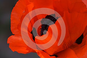 Vibrant Red Poppy, Macro