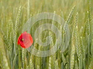 Vibrant red poppy is standing in a sun-dappled barley field.