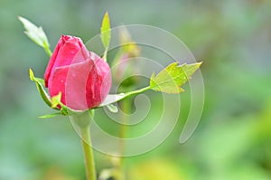 Vibrant red rose bud