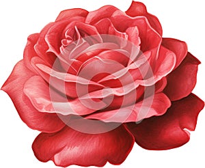 Vibrant Red Rose Isolated on White Background, watercolour clipart