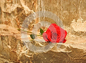 Vibrant Red Rose on a Marbled Stone Wall Shelf