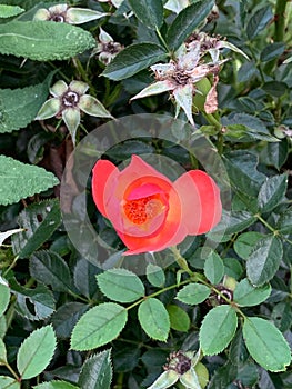 Vibrant red rose stands out against the lush backdrop of green foliage in a bushy landscape