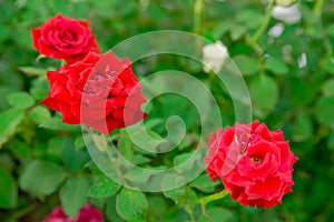 Vibrant red roses