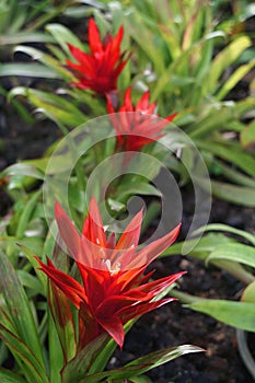 Vibrant Red Silver Vase or Urn Plant Blooming in the Garden