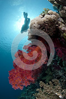 Vibrant red soft coral with scuba diver silhouette