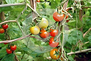 Vibrant red tomatoes are suspended from a branch within the confines of a greenhouse. Generative AI