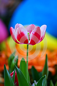 Vibrant red tulip