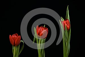 Vibrant Red Tulips On Black Background