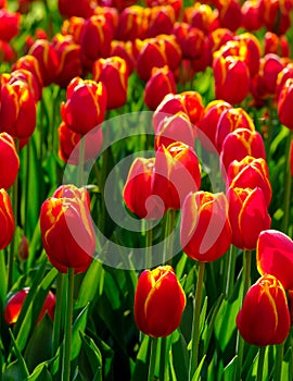 Vibrant red tulips on display at Keukenhof Gardens, Lisse, South Holland