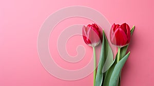 Vibrant red tulips on pink background with two thirds of image available for text placement