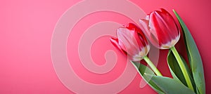 Vibrant red tulips on the right side with copy space against a beautiful pink isolated background