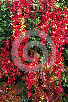 Vibrant red Virginia creeper in the autumn sun. Parthenocissus quinquefolia