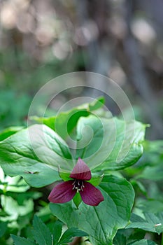 Vibrant red wake robin (Trillium erectus) flower amongst a lush green forest backdrop