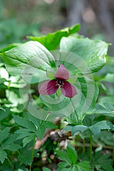 Vibrant red wake robin (Trillium erectus) flower amongst a lush green forest backdrop