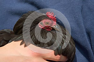 Vibrant red wattle and comb of black pekin bantams face under sunlight