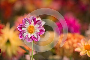 Vibrant red and white colored dahlia