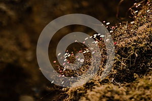 Vibrant red and white flower blooms amidst lush green moss,