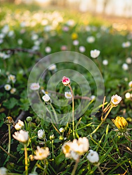 Vibrant red and white flower bud standing out against a backdrop of lush green grass