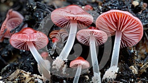 Vibrant Red Wild Mushrooms Thriving in Natural Habitat