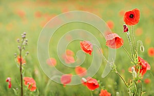 Vibrant red wild poppy flowers, petals wet from rain, growing in filed of green unripe wheat