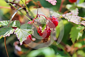 Vibrant Red Wild Raspberries Growing