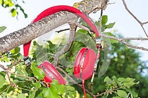 Vibrant red wired headphones on the branch