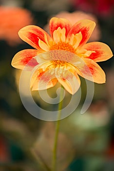 Vibrant red and yellow color dahlia