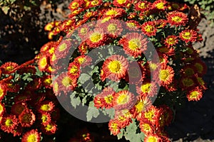 Vibrant red and yellow flowers of Chrysanthemum