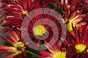 Vibrant red and yellow flowers