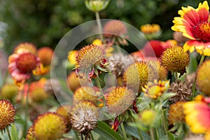 Vibrant red and yellow Gaillardia pulchella - surrounded by green foliage - other blooms faded in the background