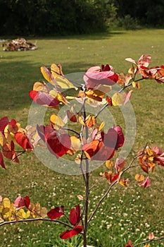 Vibrant red and yellow leaves on a small Flame Thrower Redbud tree, in the summer, in Trevor, Wisconsin