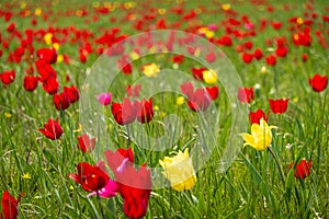 Vibrant red and yellow tulips blooming in a sunny field