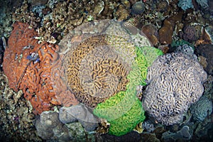 Vibrant Reef-Building Coral Colonies in Palau