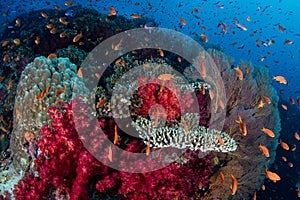 Vibrant Reef and Colorful Fish