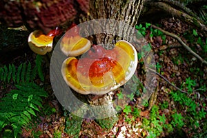 Vibrant Reishi Mushroom in the forest