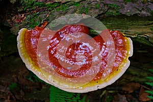 Vibrant Reishi Mushroom Ganoderma Tsugae Growing in a Hemlock forest