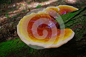 Vibrant Reishi Mushroom Ganoderma Tsugae Growing in a Hemlock forest