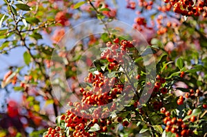 Vibrant ripe orange red rowan berries on a rowan tree branches bottom up view, rowan berries in summer autumn garden