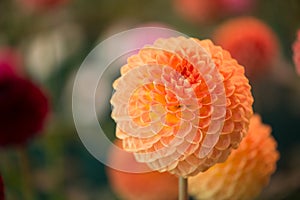 Vibrant round orange colored dahlia