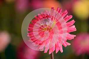 Vibrant round pink colored dahlia