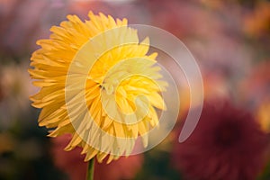 Vibrant round yellow colored dahlia
