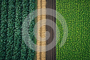 Vibrant rows of green vegetables showcasing agroecological practices in harmony photo