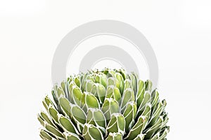 Vibrant royal agave plant close-up with copy space