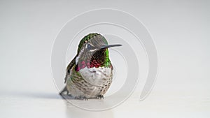 Ruby-throated Hummingbird on White Background
