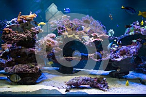 Vibrant Saltwater Aquarium with Colorful Fish and Coral photo