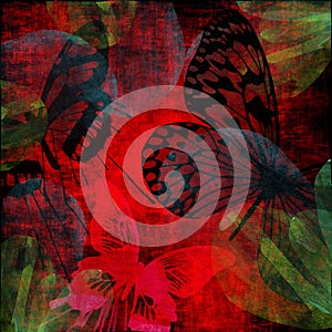 Vibrant Scarlet Butterfly Grunge photo